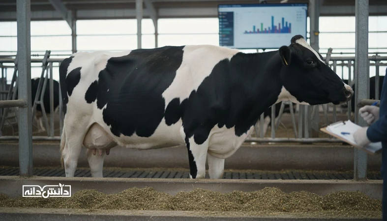 گاو شیری در دوره انتقال کنار آخور TMR برای موضوع کبد چرب و شاخص های خوراک و مدیریت